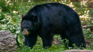 Bearish Candlestick